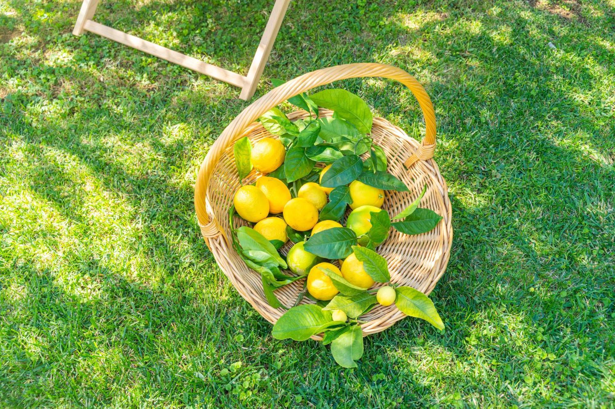Villa Lemon Garden - Apartment In Dubrovnik Mlini Ngoại thất bức ảnh